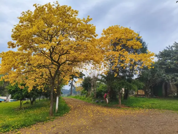 Imagem do anúncio: Vendo Fazenda / Sítio / Chácara Em Jaborá, Santa Catarina No Bairro Interior - Cód. 2005e62ef9b618fecbdc4031d7cbad97