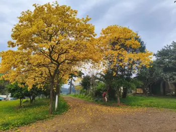 Imagem do anúncio: Vendo Fazenda / Sítio / Chácara Em Jaborá, Santa Catarina No Bairro Interior - Cód. 2005e62ef9b618fecbdc4031d7cbad97