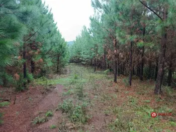 Imagem do anúncio: Vendo Fazenda / Sítio / Chácara Em Ibiam, Santa Catarina No Bairro Interior - Cód. d4a63a7433d283e3739f154350b70588