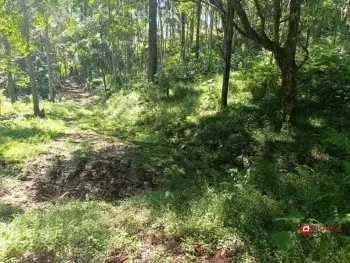 Imagem do anúncio: Vendo Fazenda / Sítio / Chácara Em Videira, Santa Catarina No Bairro Anta Gorda - Cód. 938efe84bb173a4961b3903842487bda