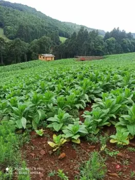 Imagem do anúncio: Vendo Fazenda / Sítio / Chácara Em Ibiam, Santa Catarina No Bairro Interior - Cód. 7dc8a2c79b67b1ad9c3f6eb181739a7a