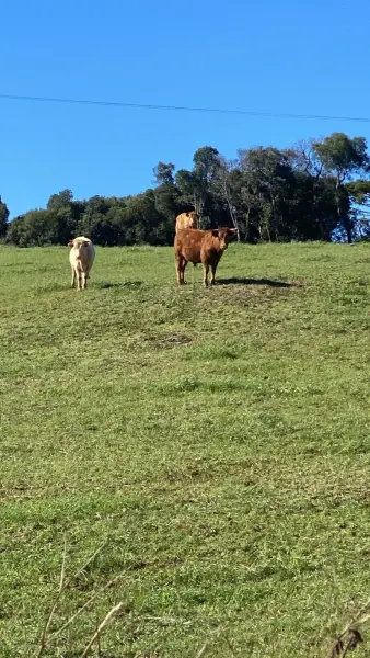Imagem do anúncio: Vendo Fazenda / Sítio / Chácara Em Macieira, Santa Catarina No Bairro Centro - Cód. 8e5723810d3af0d60f6faa522d6b2b95