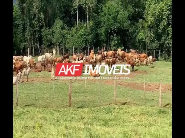 Imagem do anúncio: Vendo Fazenda / Sítio / Chácara Em Bandeirante, Santa Catarina No Bairro Interior - Cód. 5c97559ab09cc5a985afbf6a07a7b4e4