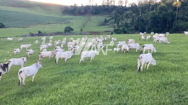 Imagem do anúncio: Vendo Fazenda / Sítio / Chácara Em Palmitos, Santa Catarina No Bairro Interior - Cód. 6c4e255fe25767b84b330ce9cbff447c