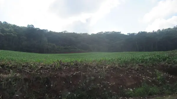 Imagem do anúncio: Vendo imóvel comercial em Peritiba , Santa Catarina no bairro Lageado Mirim - Cód. 696e005fff80f4b765ae95ad852c26f0