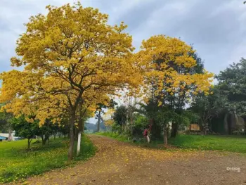 Imagem do anúncio: Vendo Fazenda / Sítio / Chácara Em Jaborá, Santa Catarina No Bairro Interior - Cód. a36f8613706ec6e1d89e6d8d27c50e09